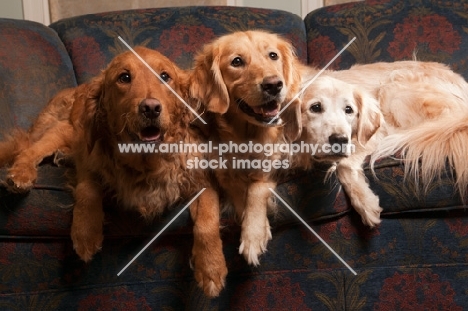 three Golden Retrievers on sofa