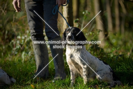 english springer spaniel on a lead