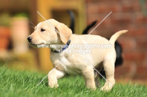 cute labrador puppy running in garden