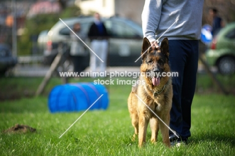 German shepherd dog standing near owner in a field