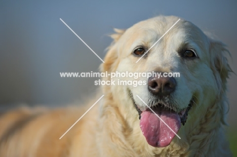 Golden Retriever panting