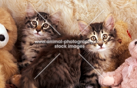 two norwegian forest kittens with cuddly toys