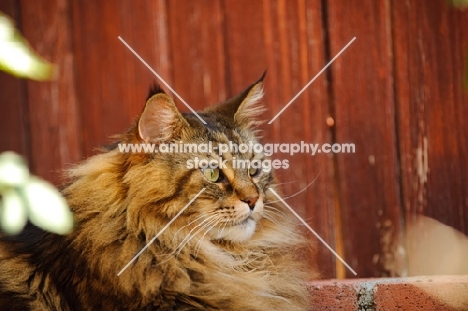 Maine Coon lying by red wood fence. 