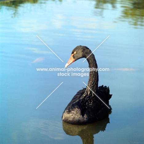 black swan on blue water