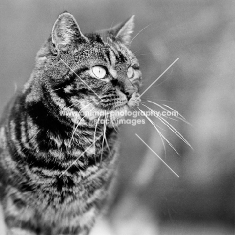 tabby cat watching intently