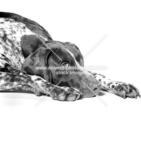 german shorthaired pointer, lying down