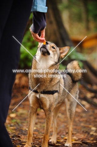 Shiba Inu smelling treat