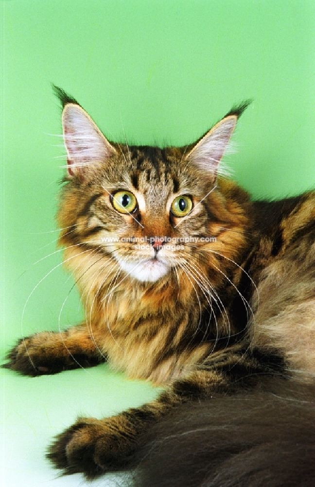 brown tabby Maine Coon on green background