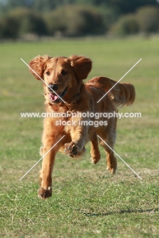 Golden Retriever running free