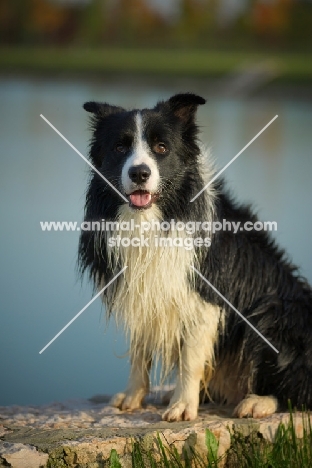 wet black and white border sitting in front of a lake