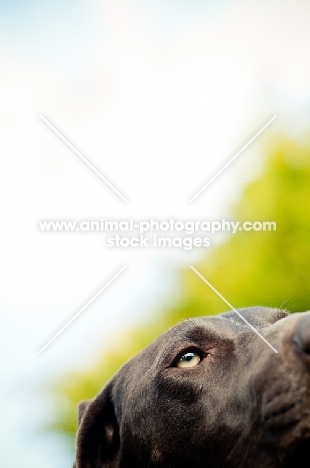 German Shorthaired Pointer close up