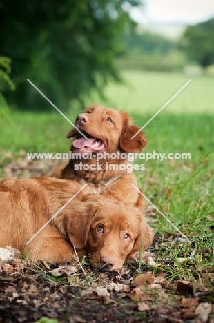 Nova Scotia Duck Tolling Retrievers