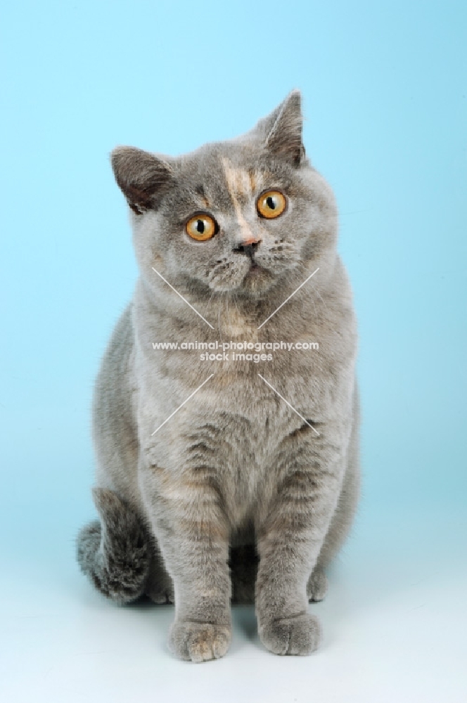 young blue cream british shorthair cat