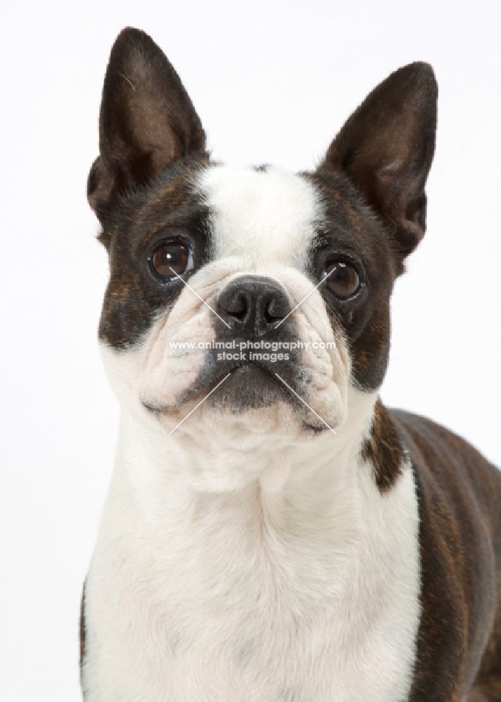 Brindle & White Australian Champion Boston Terrier portrait