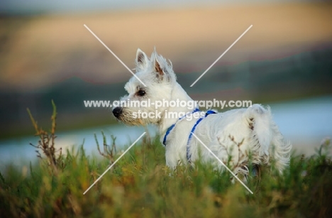 West Highland White Terrier