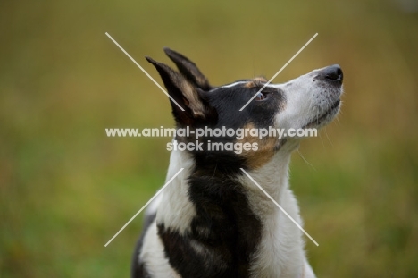 mongrel dog looking up