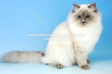 blue colourpoint ragdoll cat