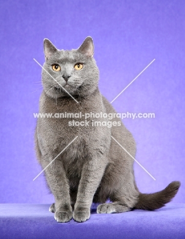 Chartreux Cat sitting on light purple background