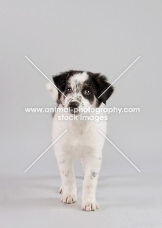 Mixed breed puppy in studio.