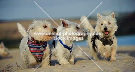 three West Highland White Terriers