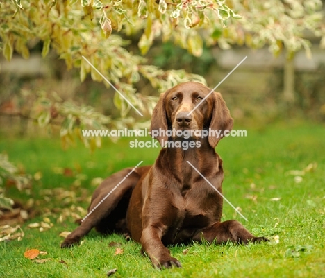 German Pointer lying on grass