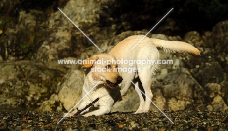 cream Labrador Retriever playing with stick