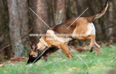 trained German Shepherd Dog smelling track