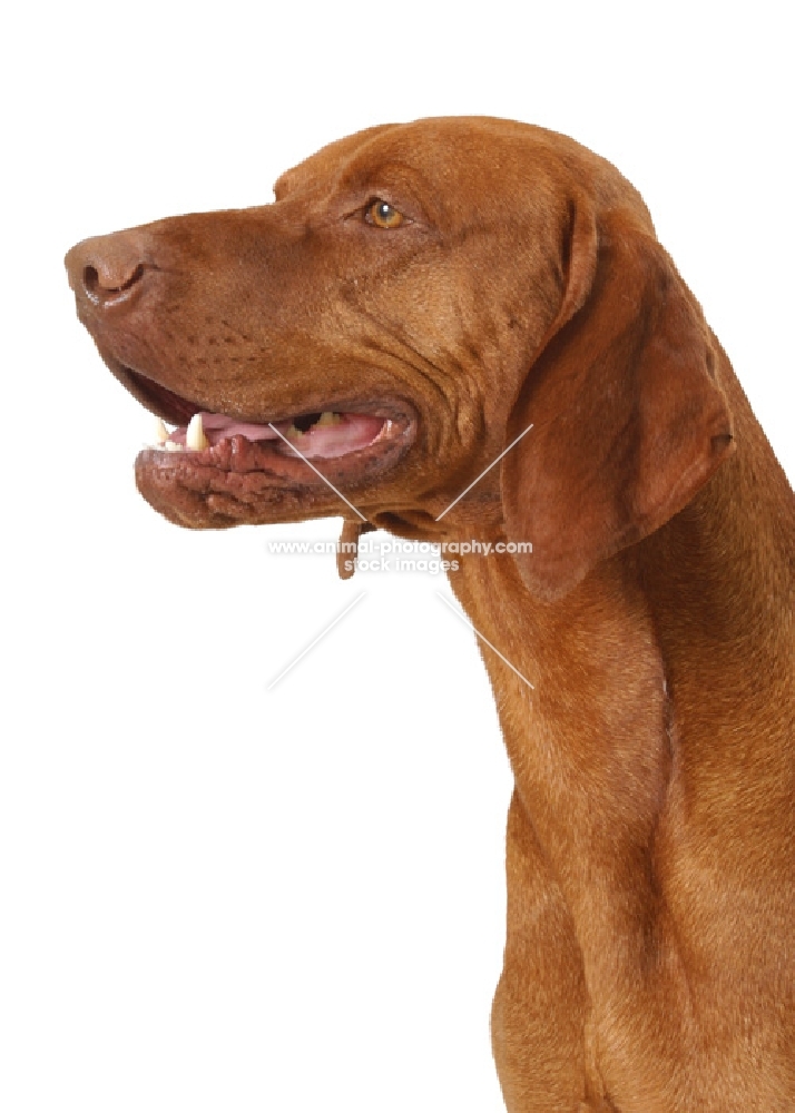 Australian Gr Champion Hungarian Vizsla on white background, looking ahead