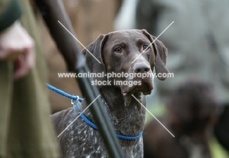 dog near gun