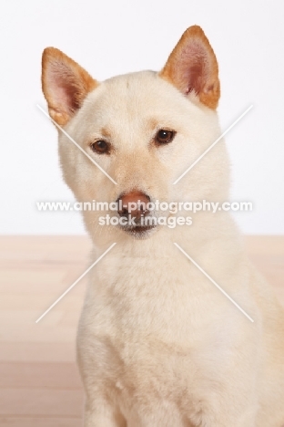 Shiba Inu in studio, head study