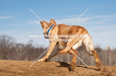 Labrador running