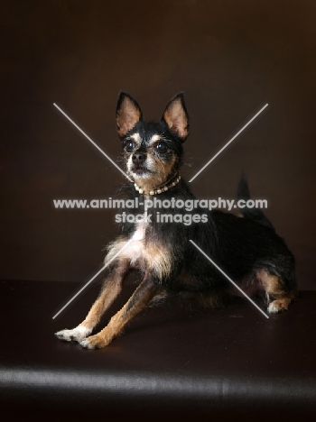 Cross bred Dog on brown background