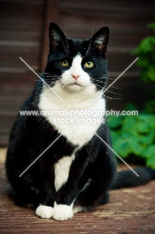 bi-coloured cat sitting in garden