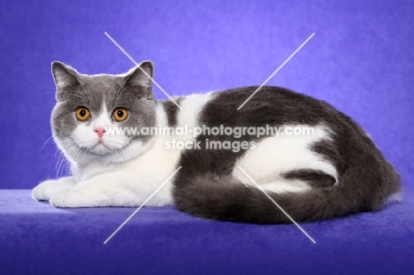 British Shorthair lying on purple background