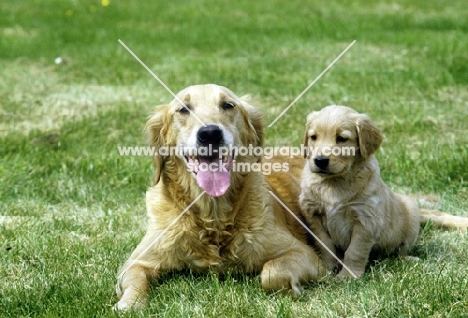 golden retriever with puppy lying on grass