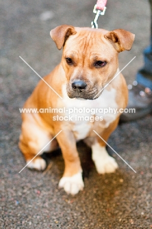 young Staffordshire Bull Terrier