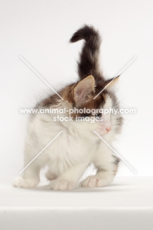 Brown Tabby & White Norwegian Forest kitten