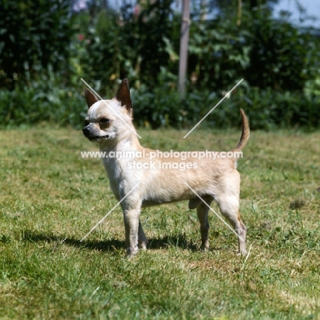 chihuahua side view