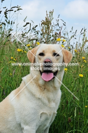 cream Labrador Retriever looking towards camera