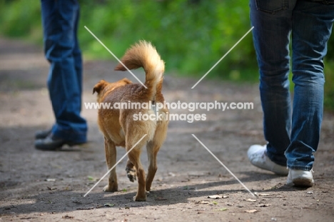 small mongrel dog walking by owner's side