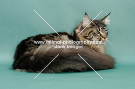 fluffy Brown Classic Tabby Maine Coon, green background