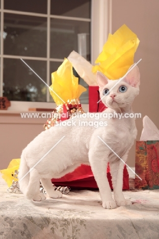 white Devon Rex on table