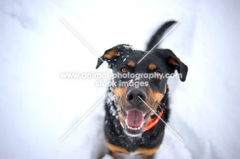 portrait of a black and tan mongrel dog splashing sitting in the snow