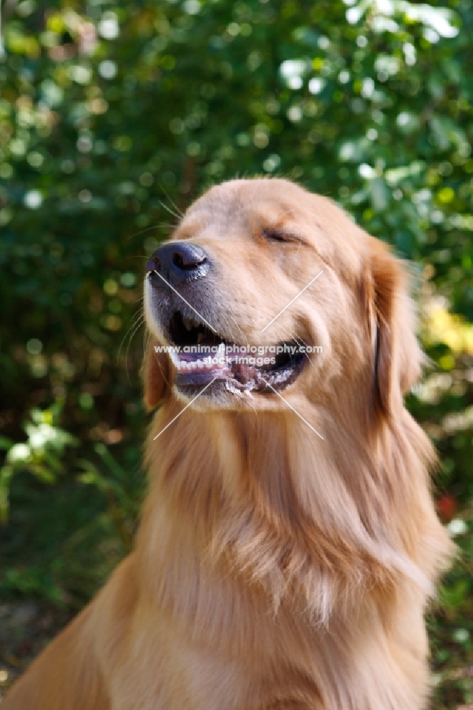 Golden Retriever looking content