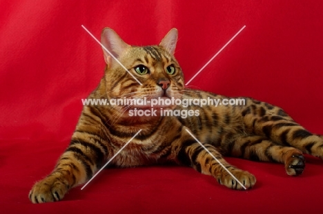 Bengal cat resting, red background