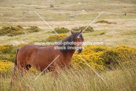 welsh mountain pony