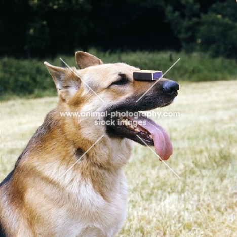 german shepherd balancing a matchbox on his nose