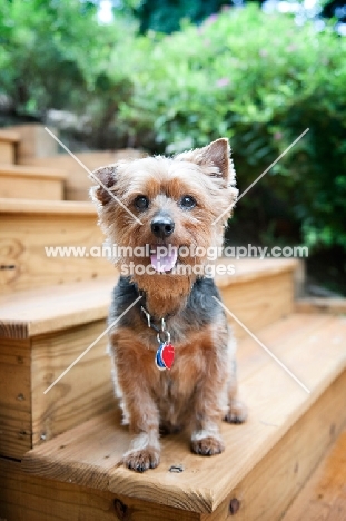 yorkshire terrier mix standing on stairs