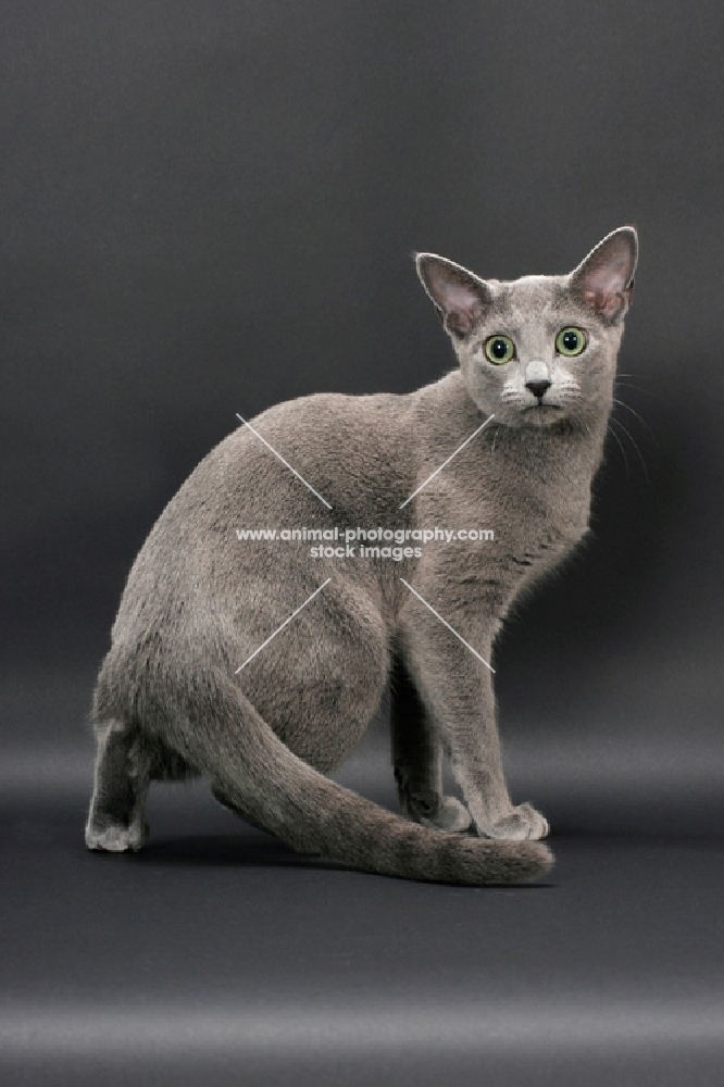 Russian Blue female cat, turning