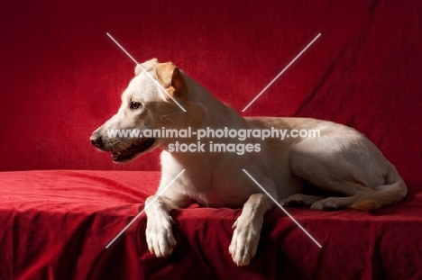 Labrador mix lying down